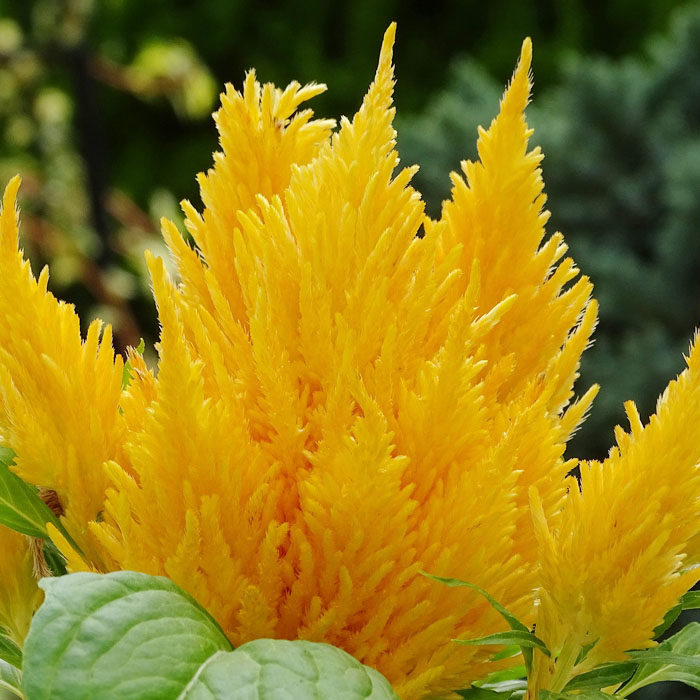 celosia-plumosa