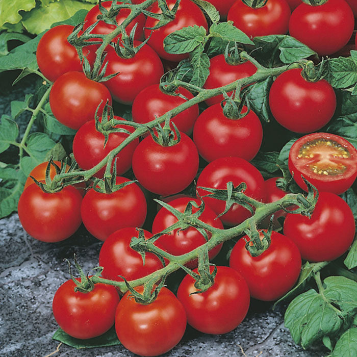 tomato-cherry