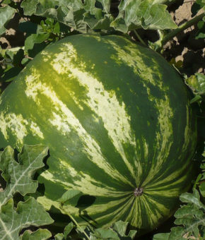Water Melon  Hybrid