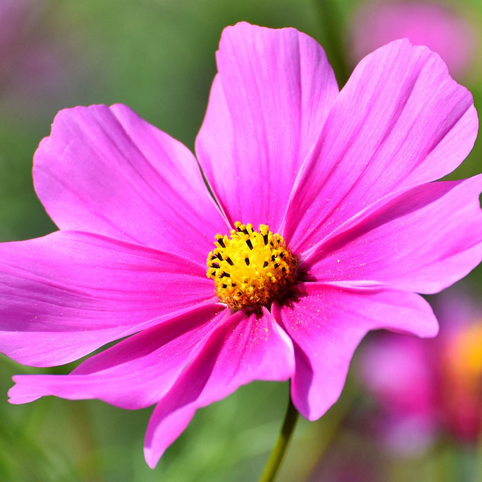 Cosmos Flower Seeds