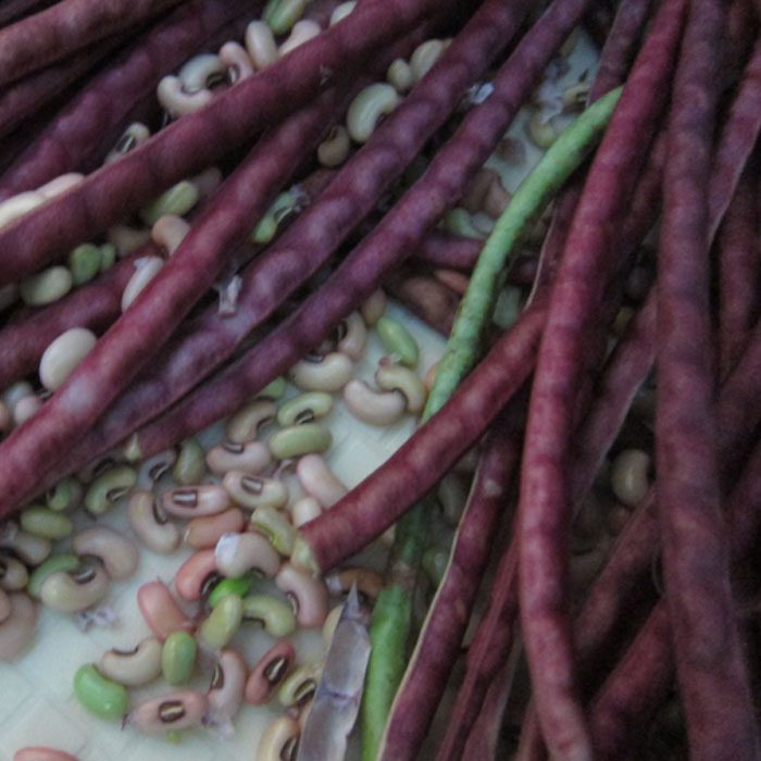 yard-bean-red
