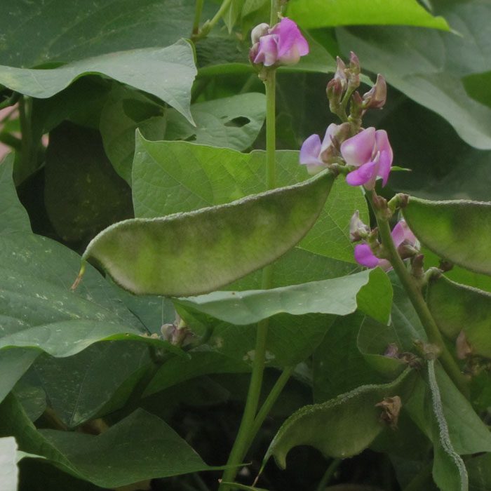 amara-payar