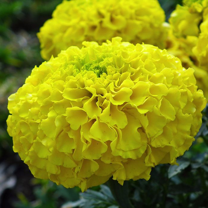 african-marrigold-yellow