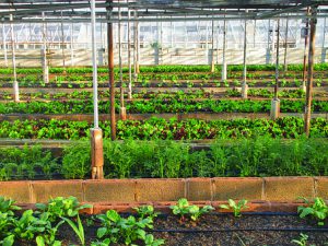 Green Organic Plants