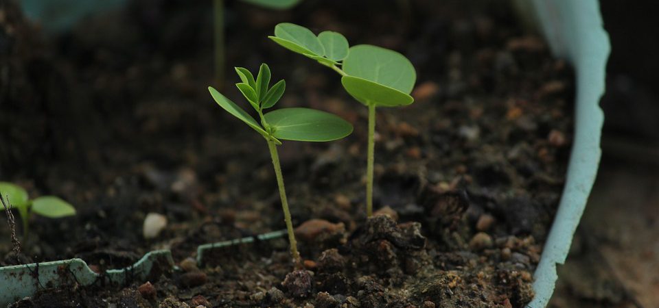 Germinating seeds — Tricks and hacks