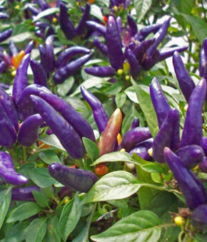 Kanthari Purple (Chilli/Chilly)